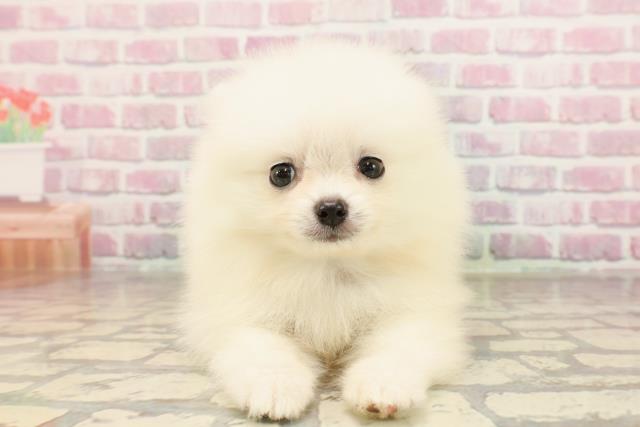 東京都のポメラニアン (Coo&RIKU赤坂店/2025年6月11日生まれ/男の子/ホワイト)の子犬