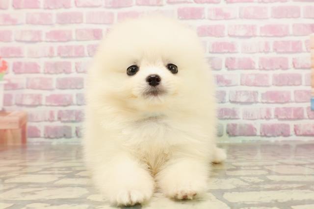 埼玉県のポメラニアン (Coo&RIKU大宮店/2025年6月11日生まれ/男の子/ホワイト)の子犬