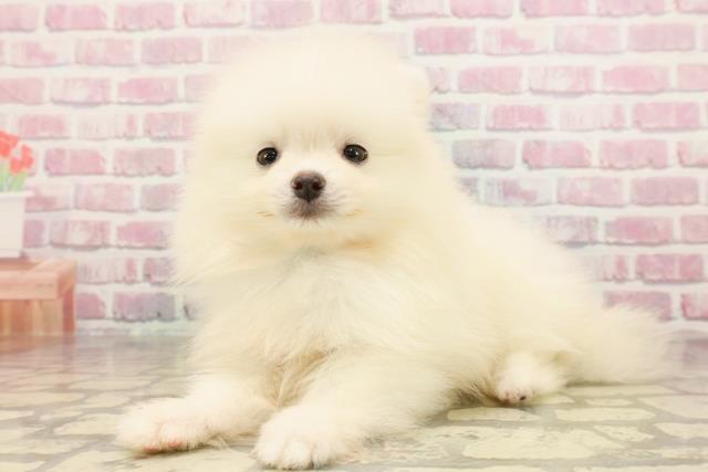 千葉県のポメラニアン (Coo&RIKU若葉都賀店/2025年6月11日生まれ/男の子/ホワイト)の子犬の2枚目の画像
