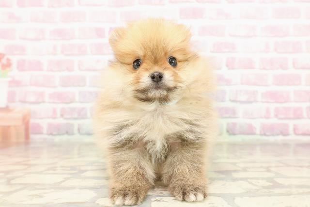 静岡県のポメラニアン (Coo&RIKU沼津店/2025年6月9日生まれ/男の子/オレンジ)の子犬の1枚目の画像