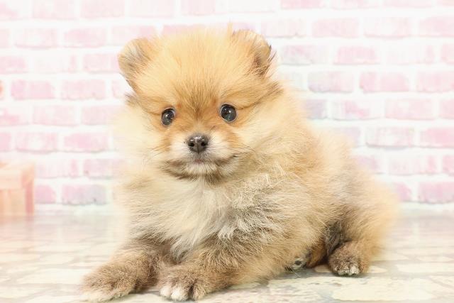 静岡県のポメラニアン (Coo&RIKU沼津店/2025年6月9日生まれ/男の子/オレンジ)の子犬の2枚目の画像