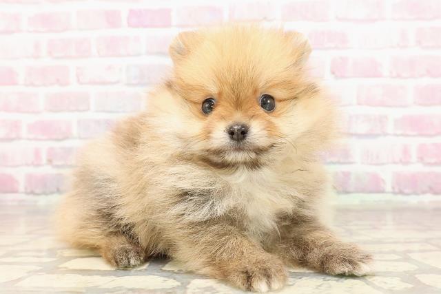 静岡県のポメラニアン (Coo&RIKU沼津店/2025年6月9日生まれ/男の子/オレンジ)の子犬の3枚目の画像