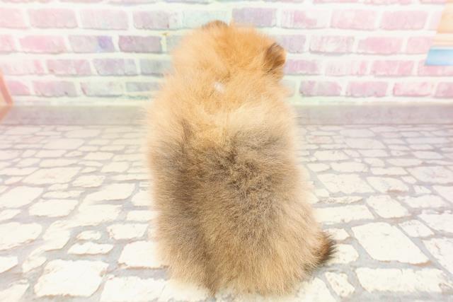 静岡県のポメラニアン (Coo&RIKU沼津店/2025年6月9日生まれ/男の子/オレンジ)の子犬の4枚目の画像