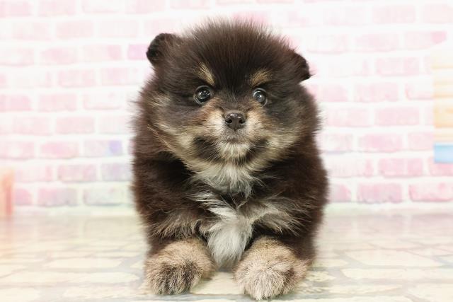 東京都のポメラニアン (Coo&RIKU江戸川店/2025年6月9日生まれ/女の子/ブラックタン)の子犬