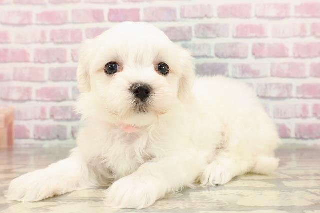 東京都のマルチーズ (Coo&RIKU武蔵小山店/2025年6月10日生まれ/女の子/ホワイト)の子犬の2枚目の画像