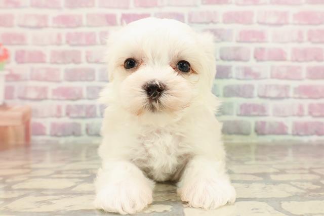 東京都のマルチーズ (Coo&RIKU中野サンモール店/2025年6月10日生まれ/女の子/ホワイト)の子犬