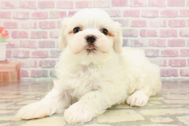 東京都のマルチーズ (Coo&RIKU練馬店/2025年6月10日生まれ/男の子/ホワイト)の子犬の2枚目の画像