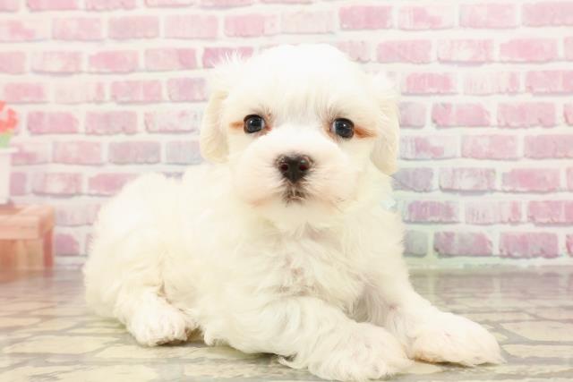 東京都のマルチーズ (Coo&RIKU練馬店/2025年6月10日生まれ/男の子/ホワイト)の子犬の3枚目の画像