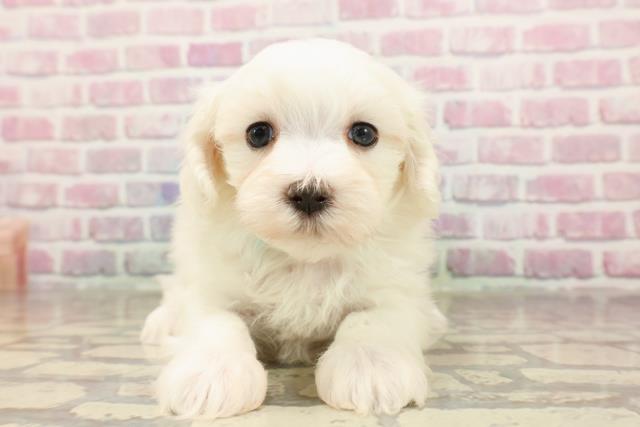 埼玉県のマルチーズ (Coo&RIKU草加バイパス店/2025年6月10日生まれ/男の子/ホワイト)の子犬