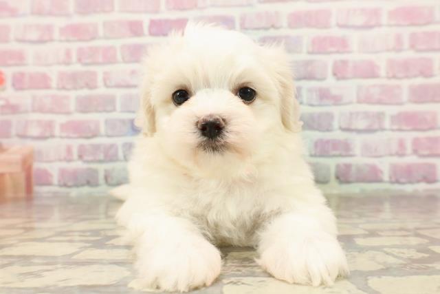 東京都のマルチーズ (Coo&RIKU新宿三丁目店/2025年6月11日生まれ/女の子/ホワイト)の子犬