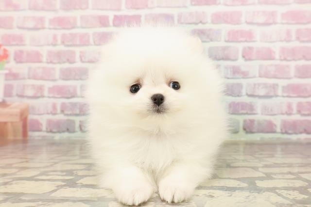 東京都のポメラニアン (Coo&RIKU浅草店/2025年6月11日生まれ/女の子/ホワイト)の子犬