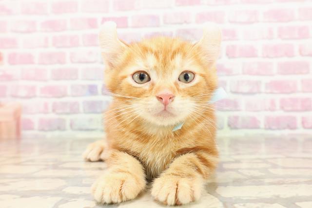 東京都のアメリカンカール (Coo&RIKUフレスポ住吉店/2025年6月10日生まれ/男の子/レッドタビー)の子猫