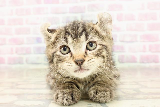 東京都のアメリカンカール (Coo&RIKU新宿三丁目店/2025年6月10日生まれ/男の子/ブラウンタビー)の子猫