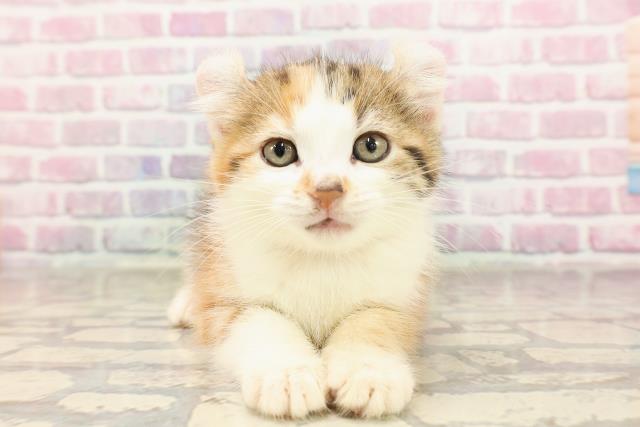 東京都のアメリカンカール (Coo&RIKU三軒茶屋店/2025年6月10日生まれ/女の子/キャリコ)の子猫