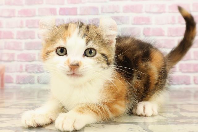 東京都のアメリカンカール (Coo&RIKU三軒茶屋店/2025年6月10日生まれ/女の子/キャリコ)の子猫の2枚目の画像