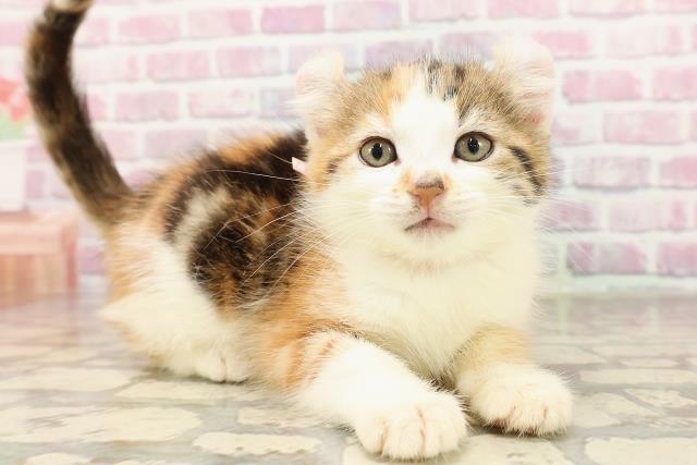 東京都のアメリカンカール (Coo&RIKU三軒茶屋店/2025年6月10日生まれ/女の子/キャリコ)の子猫の3枚目の画像