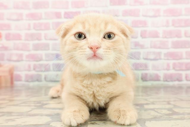 東京都のスコティッシュフォールド (Coo&RIKU赤坂店/2025年6月9日生まれ/男の子/クリームタビー)の子猫