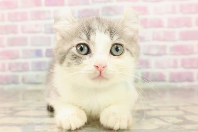 東京都のアメリカンカール (Coo&RIKU高円寺店/2025年6月9日生まれ/男の子/ブルータビーホワイト)の子猫