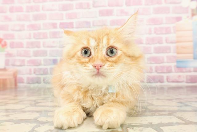 埼玉県のサイベリアン (Coo&RIKU大宮店/2025年6月4日生まれ/男の子/レッドタビー)の子猫の1枚目の画像