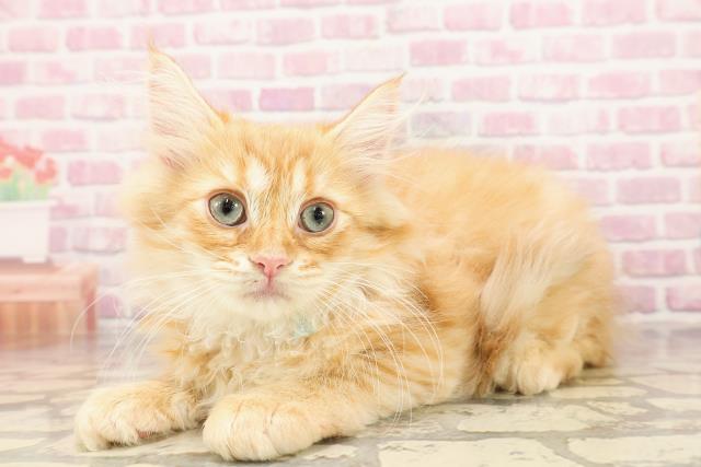 埼玉県のサイベリアン (Coo&RIKU大宮店/2025年6月4日生まれ/男の子/レッドタビー)の子猫の2枚目の画像