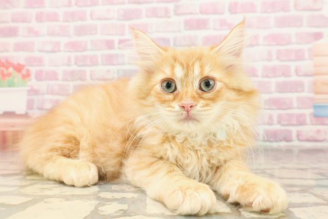 埼玉県のサイベリアン (Coo&RIKU大宮店/2025年6月4日生まれ/男の子/レッドタビー)の子猫の3枚目の画像