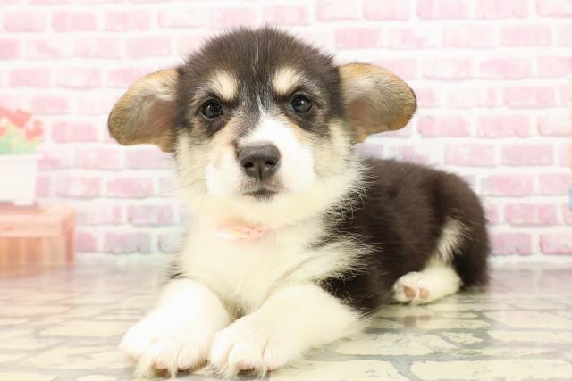 岩手県のウェルシュコーギーペンブローク (Coo&RIKU岩手盛岡店/2025年6月5日生まれ/女の子/ブラックタンホワイト)の子犬の2枚目の画像
