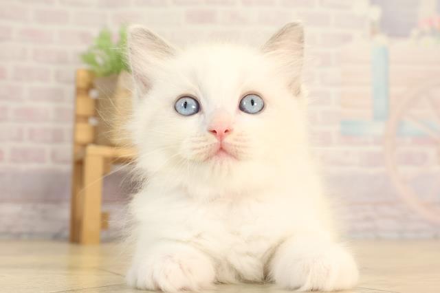 静岡県のラグドール (Coo&RIKU藤枝店/2025年6月11日生まれ/女の子/ブルーポイントバイカラー)の子猫の1枚目の画像