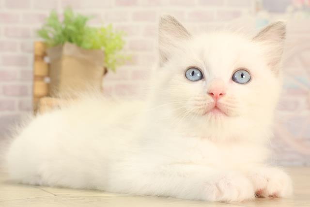 静岡県のラグドール (Coo&RIKU藤枝店/2025年6月11日生まれ/女の子/ブルーポイントバイカラー)の子猫の2枚目の画像