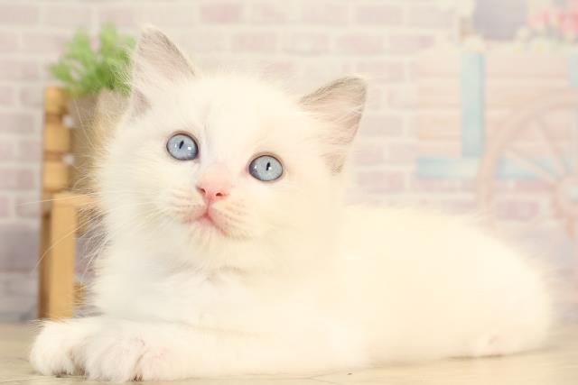 静岡県のラグドール (Coo&RIKU藤枝店/2025年6月11日生まれ/女の子/ブルーポイントバイカラー)の子猫の3枚目の画像