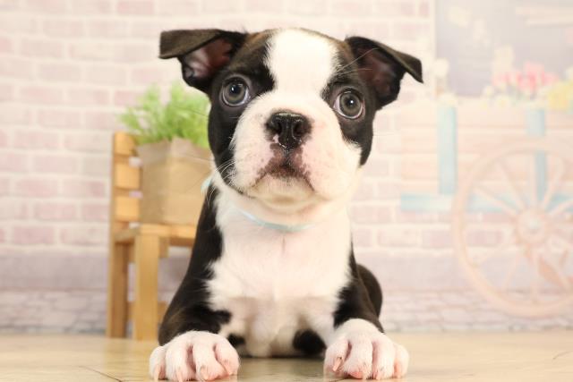 愛知県のボストンテリア (Coo&RIKU春日井店/2025年6月9日生まれ/男の子/ボストンカラー)の子犬の1枚目の画像