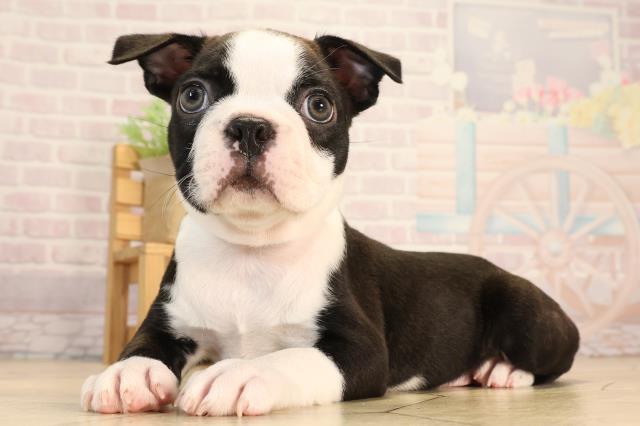 愛知県のボストンテリア (Coo&RIKU春日井店/2025年6月9日生まれ/男の子/ボストンカラー)の子犬の3枚目の画像