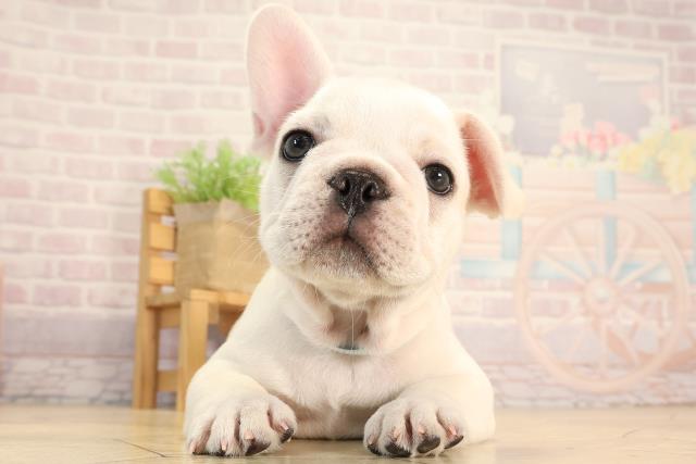 静岡県のフレンチブルドッグ (Coo&RIKU浜松店/2025年6月10日生まれ/男の子/クリーム)の子犬の1枚目の画像