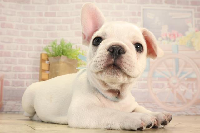 静岡県のフレンチブルドッグ (Coo&RIKU浜松店/2025年6月10日生まれ/男の子/クリーム)の子犬の2枚目の画像