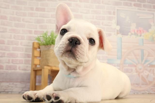 静岡県のフレンチブルドッグ (Coo&RIKU浜松店/2025年6月10日生まれ/男の子/クリーム)の子犬の3枚目の画像