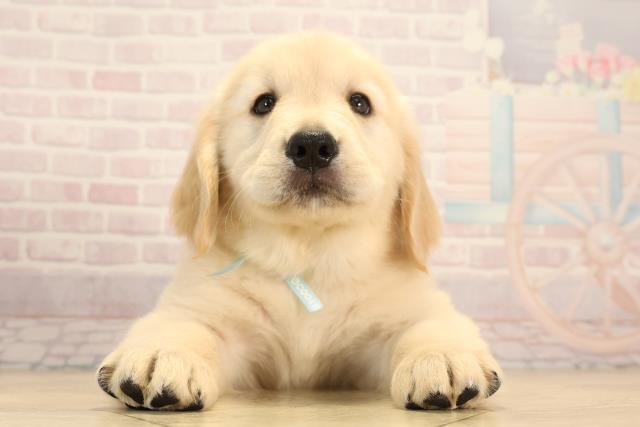 三重県のゴールデンレトリバー (Coo&RIKU四日市店/2025年6月11日生まれ/男の子/ゴールデン)の子犬の1枚目の画像