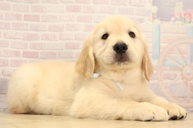 三重県のゴールデンレトリバー (Coo&RIKU四日市店/2025年6月11日生まれ/男の子/ゴールデン)の子犬の2枚目の画像
