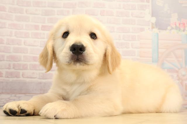 三重県のゴールデンレトリバー (Coo&RIKU四日市店/2025年6月11日生まれ/男の子/ゴールデン)の子犬の3枚目の画像