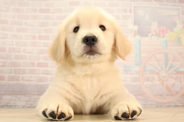 静岡県のゴールデンレトリバー (Coo&RIKU富士店/2025年6月11日生まれ/男の子/ゴールデン)の子犬の1枚目の画像