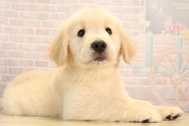 静岡県のゴールデンレトリバー (Coo&RIKU富士店/2025年6月11日生まれ/男の子/ゴールデン)の子犬の2枚目の画像