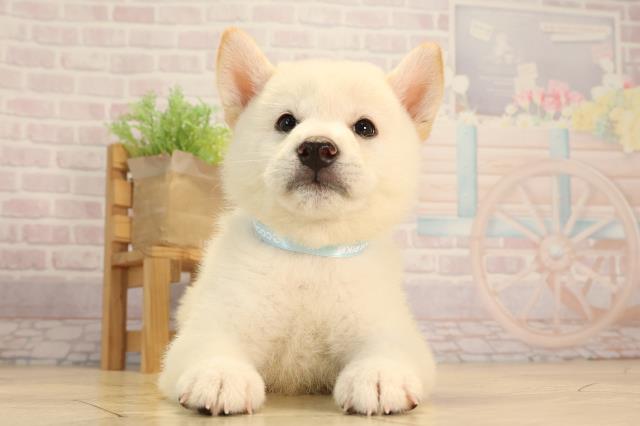 三重県の柴犬(標準サイズ) (Coo&RIKU四日市店/2025年6月11日生まれ/男の子/白)の子犬の1枚目の画像