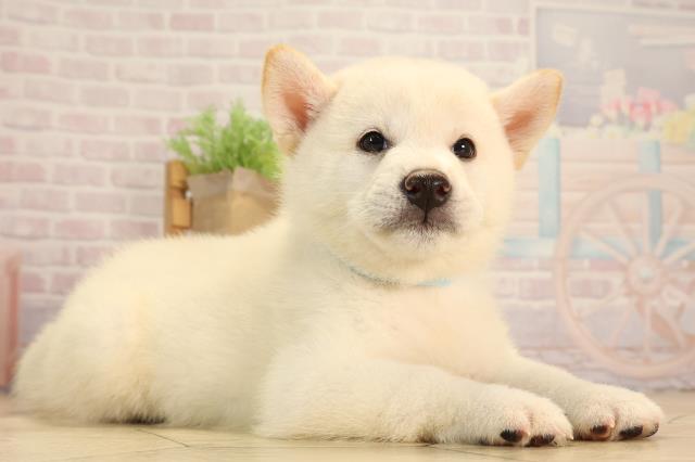 三重県の柴犬(標準サイズ) (Coo&RIKU四日市店/2025年6月11日生まれ/男の子/白)の子犬の2枚目の画像
