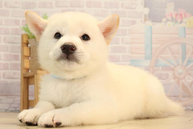 三重県の柴犬(標準サイズ) (Coo&RIKU四日市店/2025年6月11日生まれ/男の子/白)の子犬の3枚目の画像