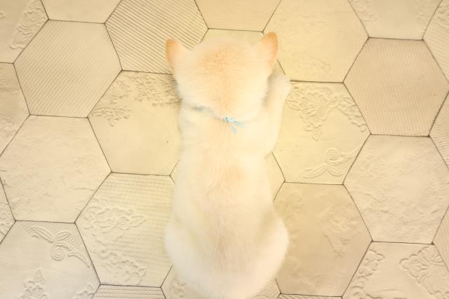 三重県の柴犬(標準サイズ) (Coo&RIKU四日市店/2025年6月11日生まれ/男の子/白)の子犬の4枚目の画像