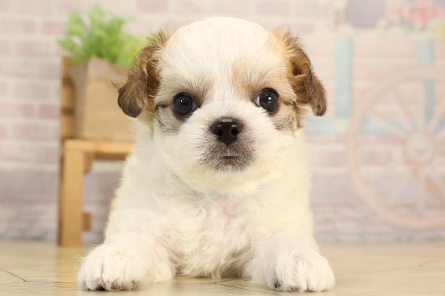 愛知県のハーフ犬・ミックス犬 (Coo&RIKU春日井店/2025年6月10日生まれ/男の子/ゴールドホワイト)の子犬の1枚目の画像