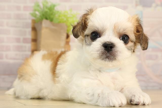 愛知県のハーフ犬・ミックス犬 (Coo&RIKU春日井店/2025年6月10日生まれ/男の子/ゴールドホワイト)の子犬の2枚目の画像