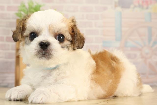愛知県のハーフ犬・ミックス犬 (Coo&RIKU春日井店/2025年6月10日生まれ/男の子/ゴールドホワイト)の子犬の3枚目の画像