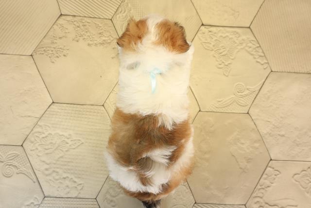 愛知県のハーフ犬・ミックス犬 (Coo&RIKU春日井店/2025年6月10日生まれ/男の子/ゴールドホワイト)の子犬の4枚目の画像