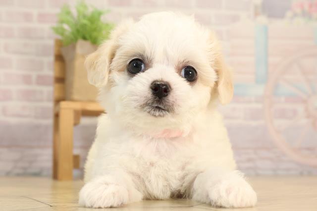 静岡県のハーフ犬・ミックス犬 (Coo&RIKU富士店/2025年6月10日生まれ/女の子/ホワイトクリーム)の子犬の1枚目の画像