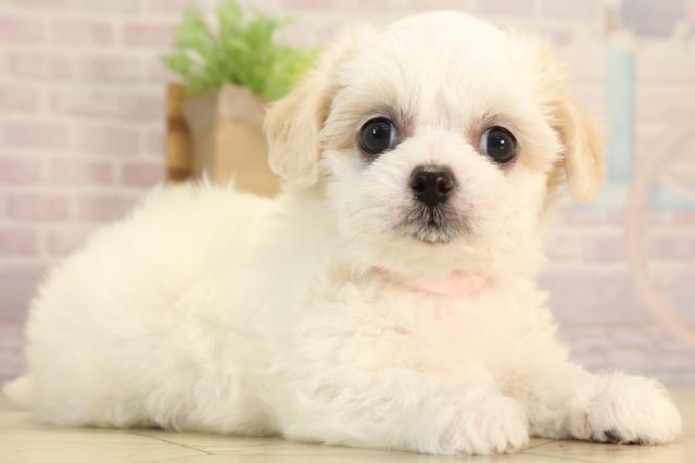 静岡県のハーフ犬・ミックス犬 (Coo&RIKU富士店/2025年6月10日生まれ/女の子/ホワイトクリーム)の子犬の2枚目の画像