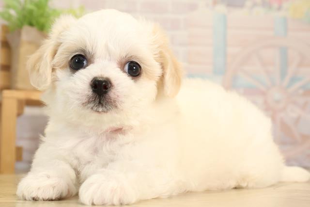 静岡県のハーフ犬・ミックス犬 (Coo&RIKU富士店/2025年6月10日生まれ/女の子/ホワイトクリーム)の子犬の3枚目の画像
